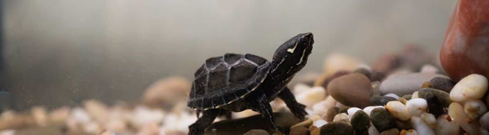 La tortue musquée : ce qu'il faut savoir