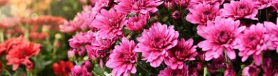 Le chrysanthème : origine, variétés et entretien