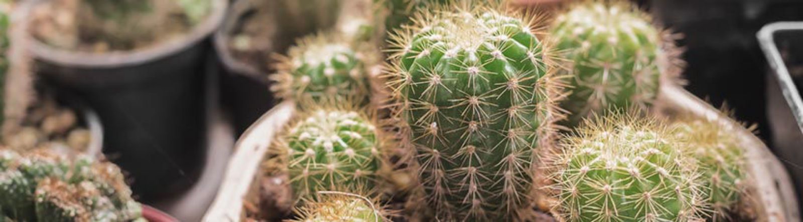 Le Cactus : source d'émerveillement