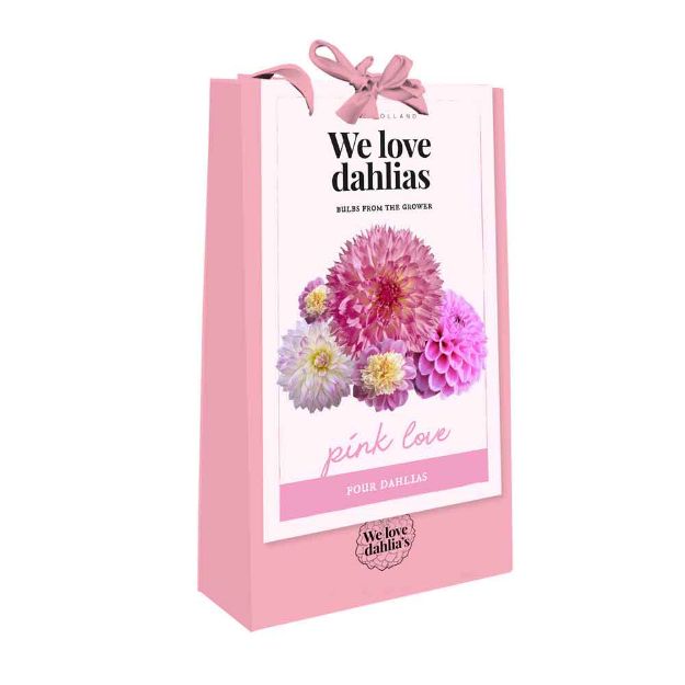 Image de 1 sac de Bulbes de fleurs 'we love dahlias' pink love