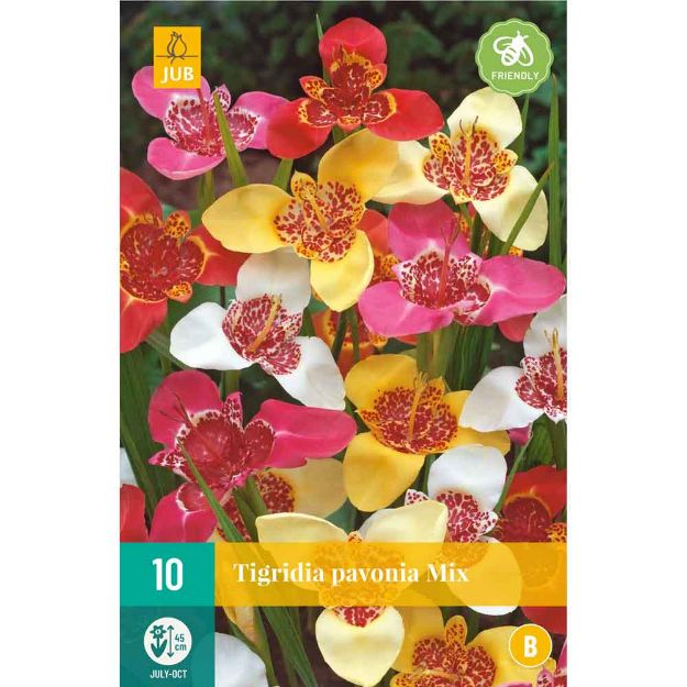 Image de 10 Bulbes de fleurs de tigridias pavonia mix