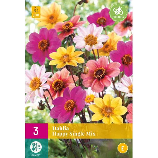 Image de 3 Bulbes de fleurs de dalhias happy single mix