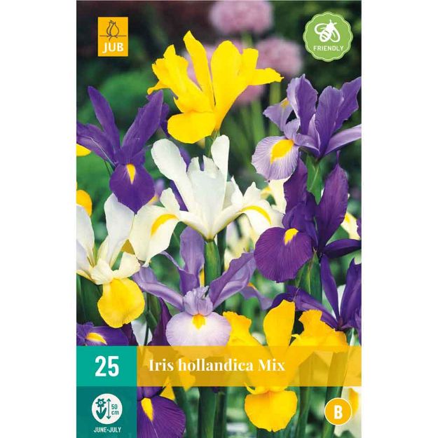Image de 25 Bulbes de fleurs iris hollandica mix