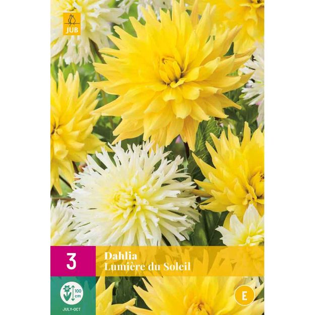 Image de 3 Bulbes de fleurs de dalhias lumiäre du soleil