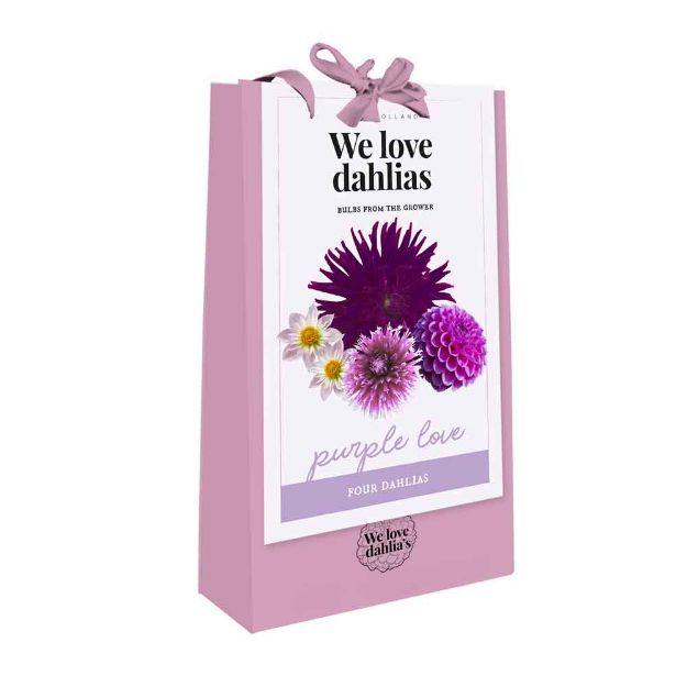 Image de 1 sac de Bulbes de fleurs 'we love dahlias' purple love