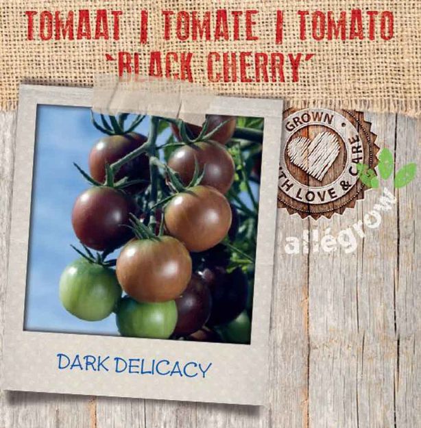 Image de Tomate Black Cherry motte 10cm + boite