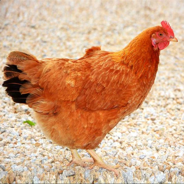 Image de Poule Pondeuse Brune Fermière à queue noire