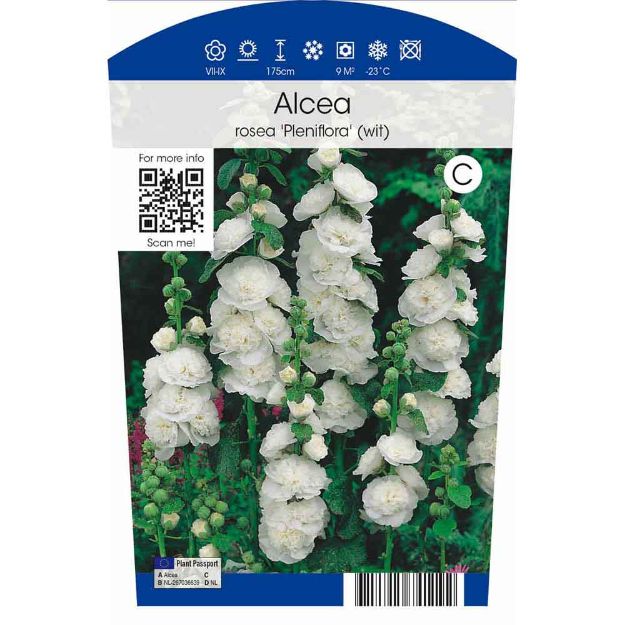 Image de Alcea rosea 'Pleniflora' (wit) P11