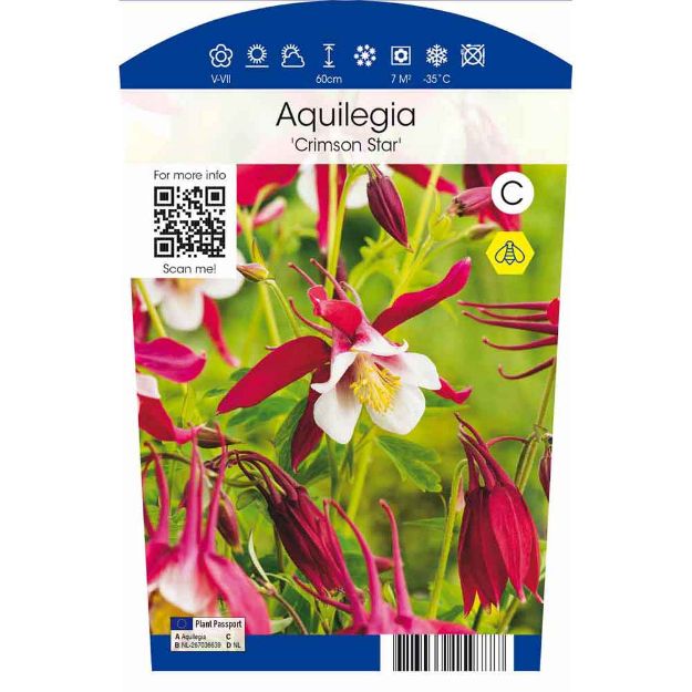 Image de Aquilegia 'Crimson Star' P11