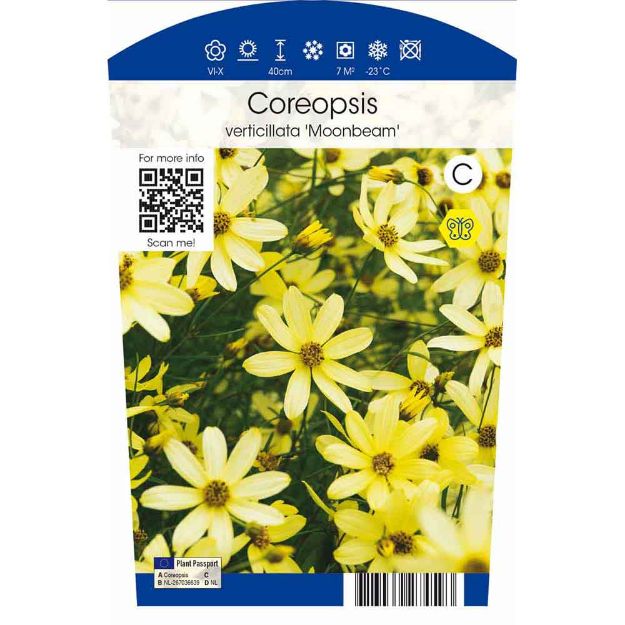 Image de Coreopsis vert. 'Moonbeam' P11