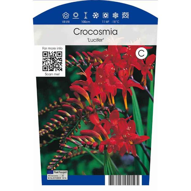 Image de Crocosmia 'Lucifer' P11