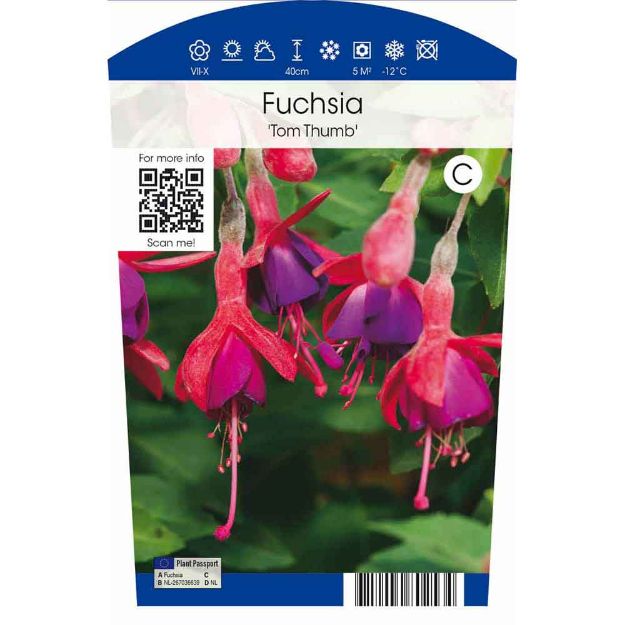 Image de Fuchsia 'Tom Thumb' P11