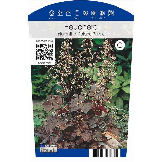 Image de Heuchera mic. 'Palace Purple' P11