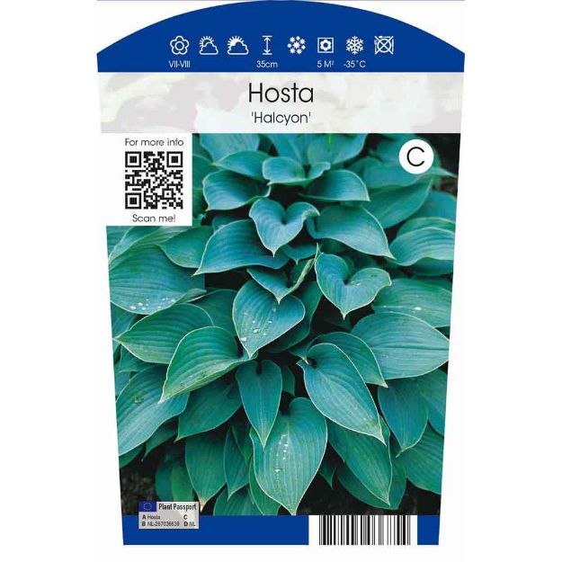 Image de Hosta tardiana 'Halcyon' P11