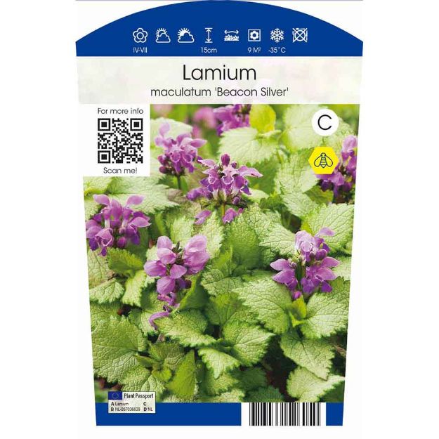 Image de Lamium mac. 'Beacon Silver' P11