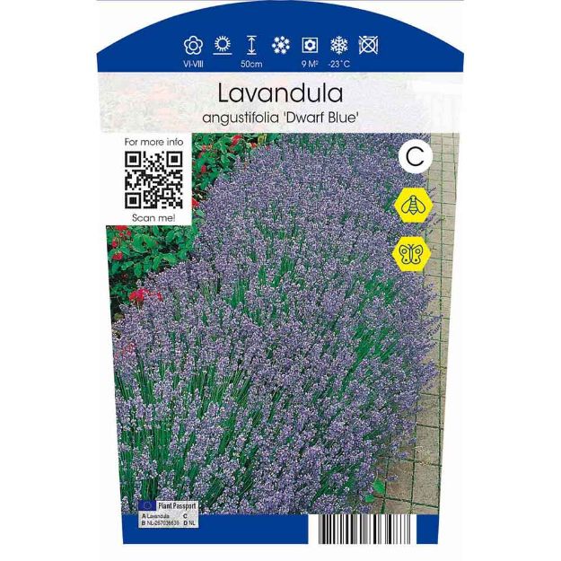 Image de Lavandula angustifolia 'Dwarf Blue' P11