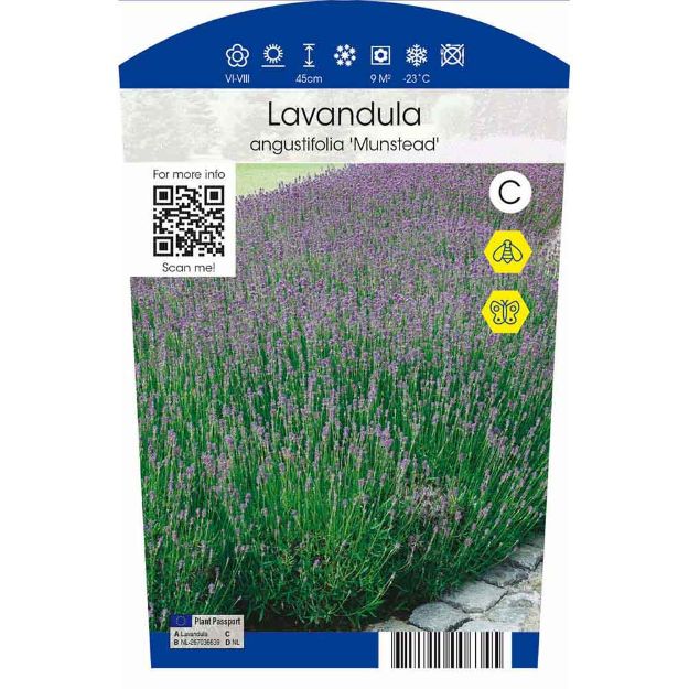 Image de Lavandula angustifolia 'Munstead' P11