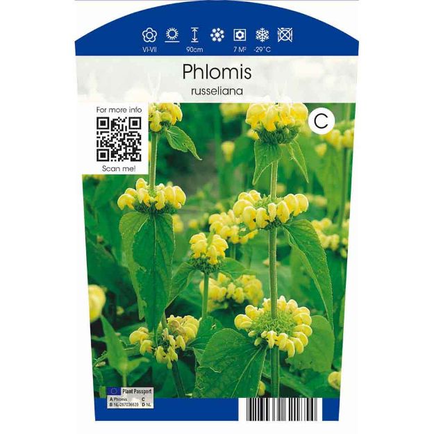 Image de Phlomis russeliana P11