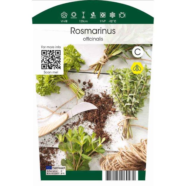 Image de Rosmarinus officinalis P11