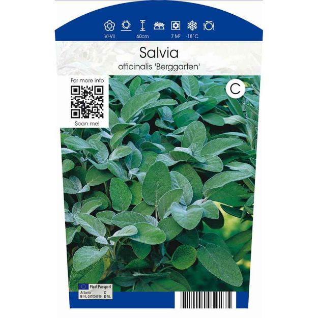 Image de Salvia officinalis 'Berggarten' P11