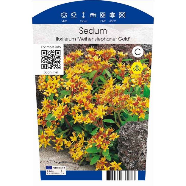 Image de Sedum flor. 'Weihenstephaner Gold' P11