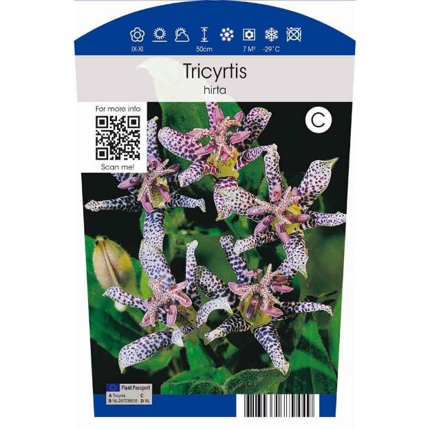 Image de Tricyrtis hirta P11