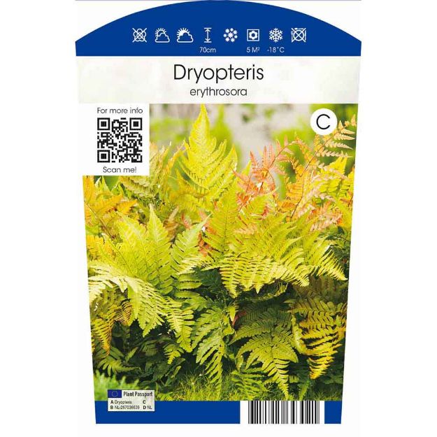 Image de Dryopteris erythrosora P11