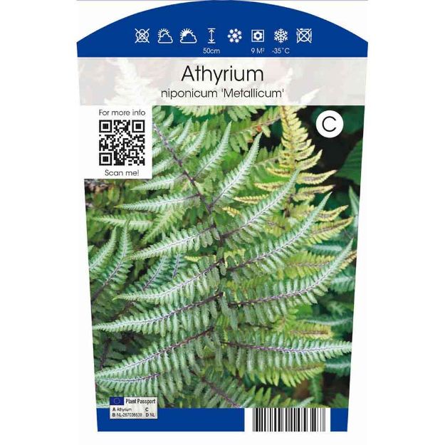 Image de Athyrium nipo Metallicum P11