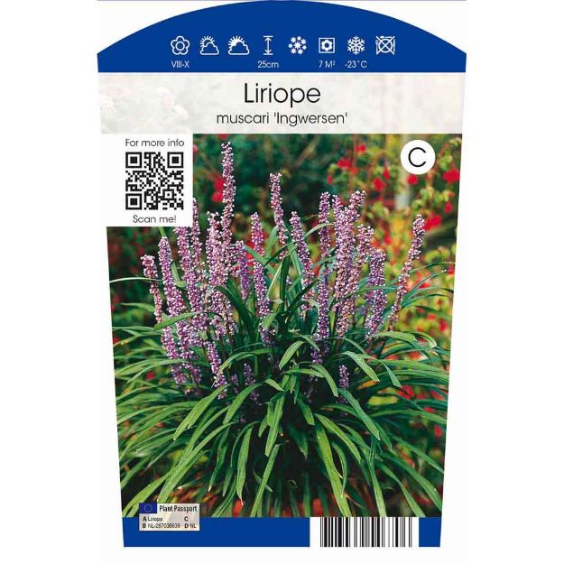 Image de Liriope muscari 'Ingwersen' P11