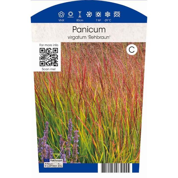 Image de Panicum vir. Rehbraun P11