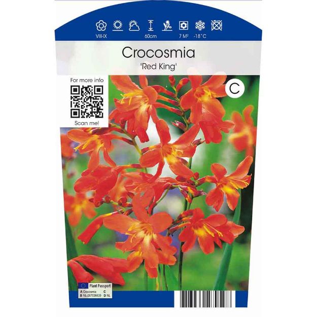 Image de Crocosmia 'Red King' P11