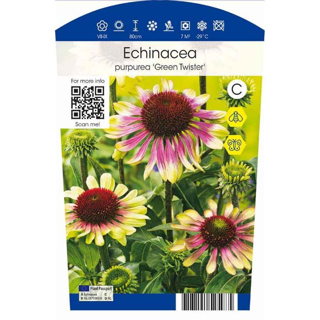 Image de Echinacea purpurea 'Green Twister' P11