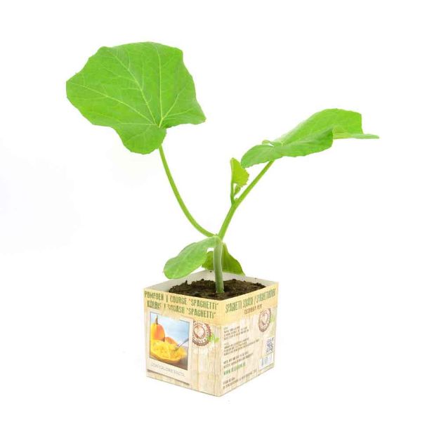 Image de Courge spaghetti motte 10cm + boite