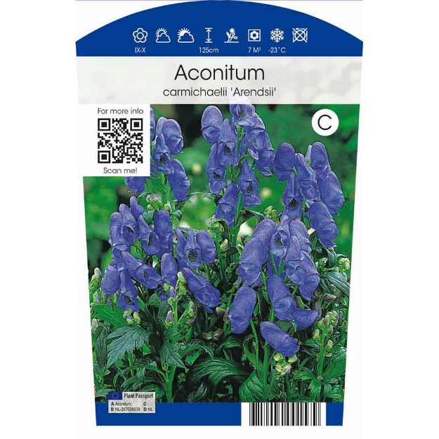 Image de Aconitum carm. 'Arendsii' P11.