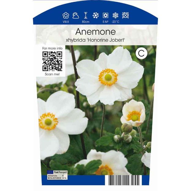 Image de Anemone hyb. 'Honorine Jobert' P11