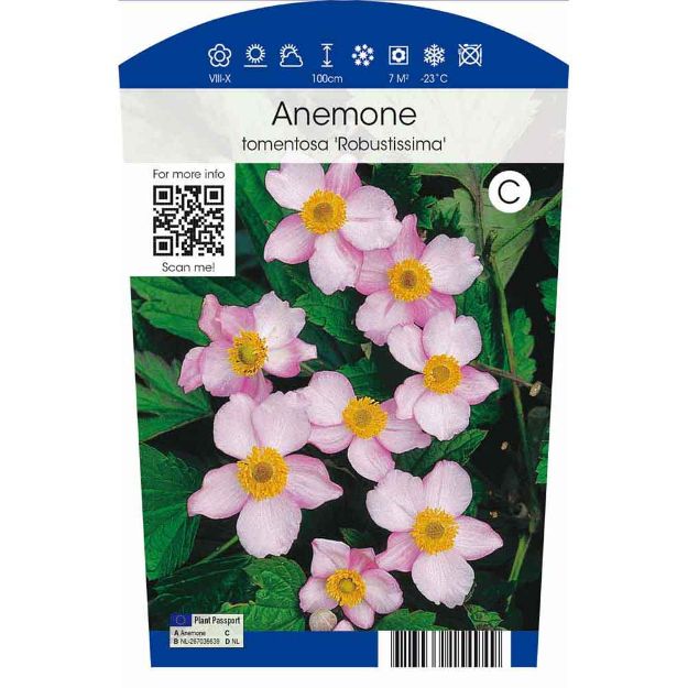 Image de Anemone tomentossa 'Robustissima' P11.