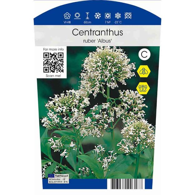 Image de Centranthus ruber 'Albus' P11