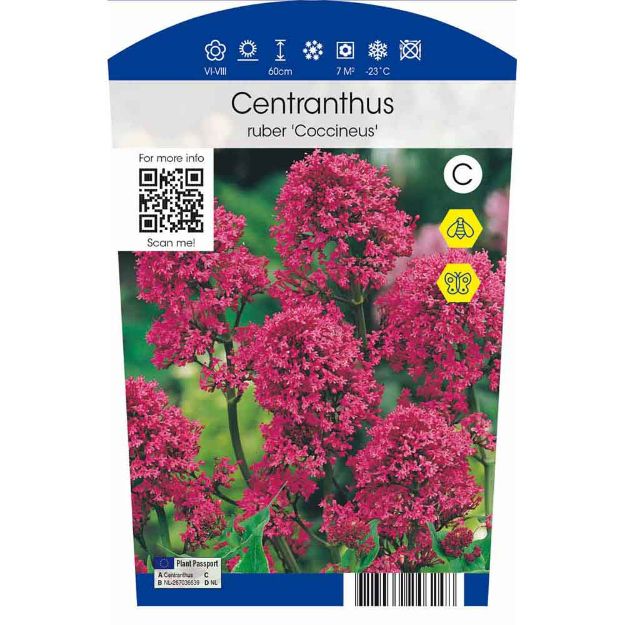 Image de Centranthus ruber 'Coccineus' P11