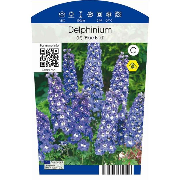 Image de Delphinium (P) 'Blue Bird' P11