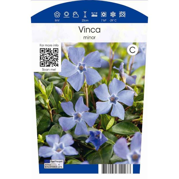 Image de Vinca minor P11