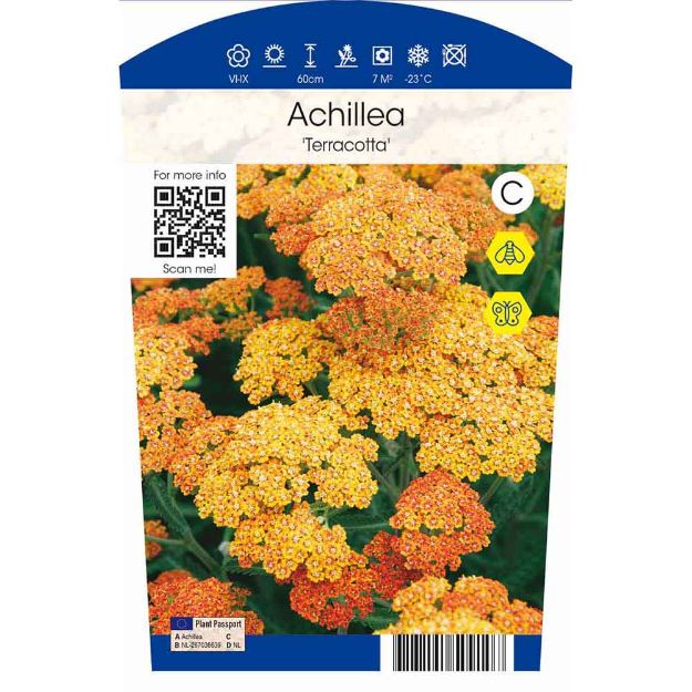 Image de Achillea hybr. 'Terracotta' P11