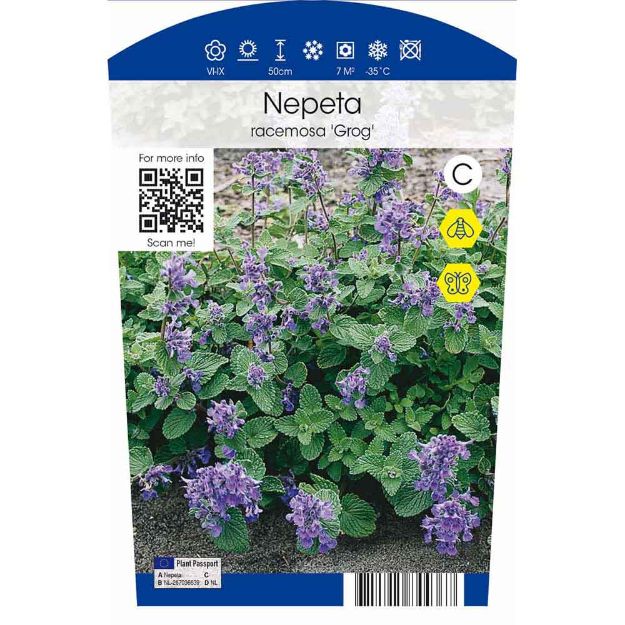 Image de Nepeta racemosa 'Grog' P11