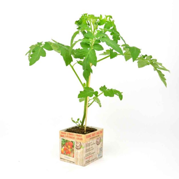 Image de Tomate roma motte 10cm + boite