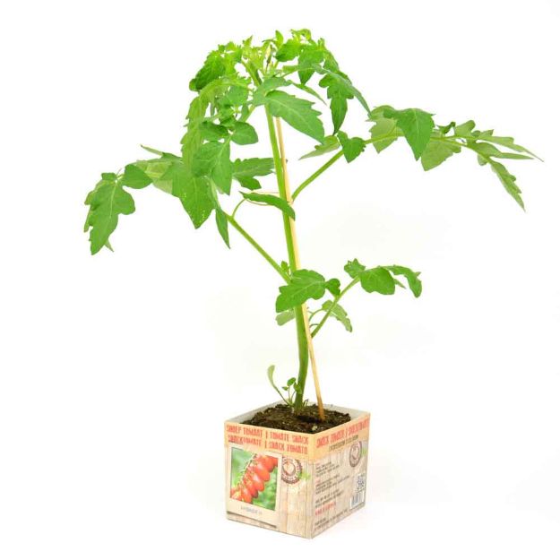 Image de Tomate snack motte 10cm + boite