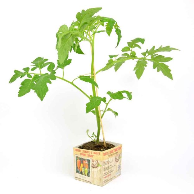 Image de Tomate Andine Cornue motte 10cm + boite