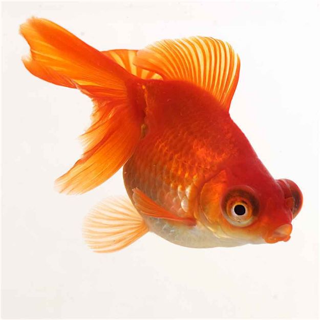 Image de Poisson butterfly tail 9-12 cm