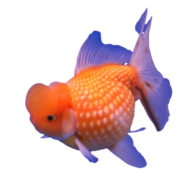 Image de Poisson pearl scale  9-12 cm