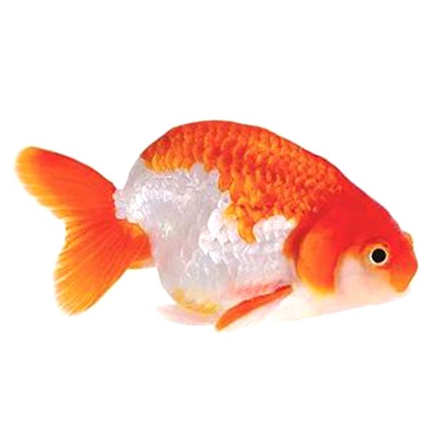 Image de Poisson ranchu mix 9-12 cm