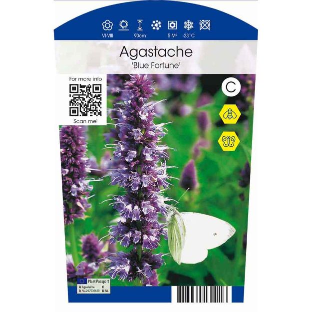 Image de Agastache 'Blue Fortune' P11