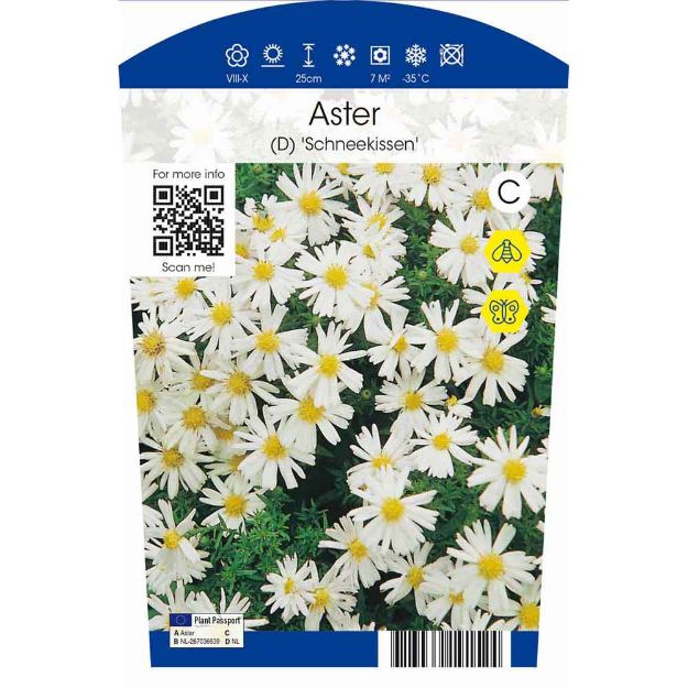 Image de Aster (D) 'Schneekissen' P11